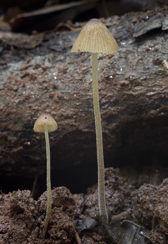 Conocybe rostellata